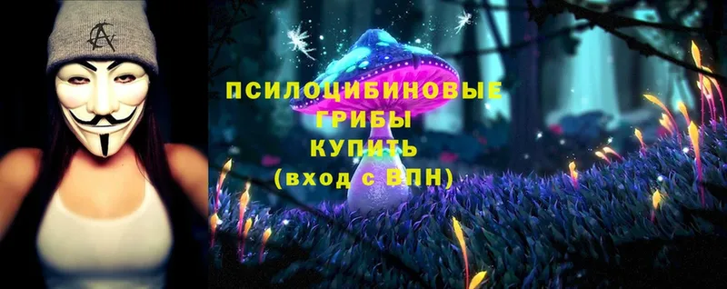 что такое   Осинники  Псилоцибиновые грибы Cubensis 